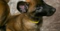 Purebred Belgian Malinois Puppies for Sale